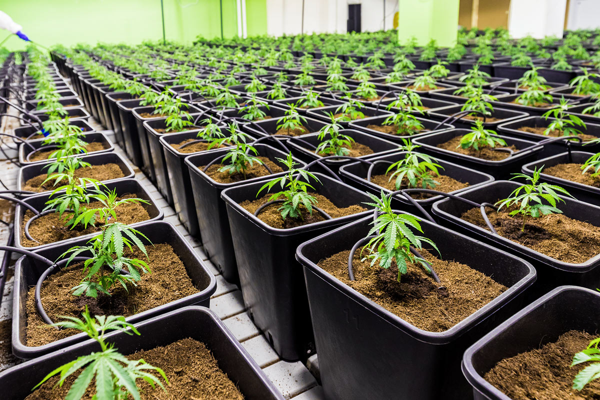 Cannabis-Cultivation