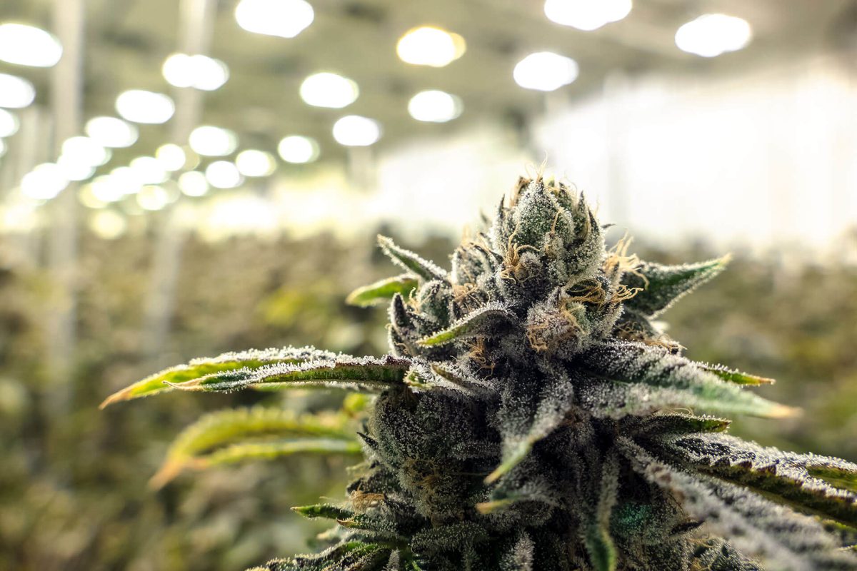 Cannabis-Market-2-1200x800